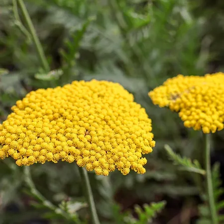 Derwent House 펜션 *