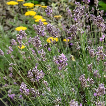 Derwent House 피커링